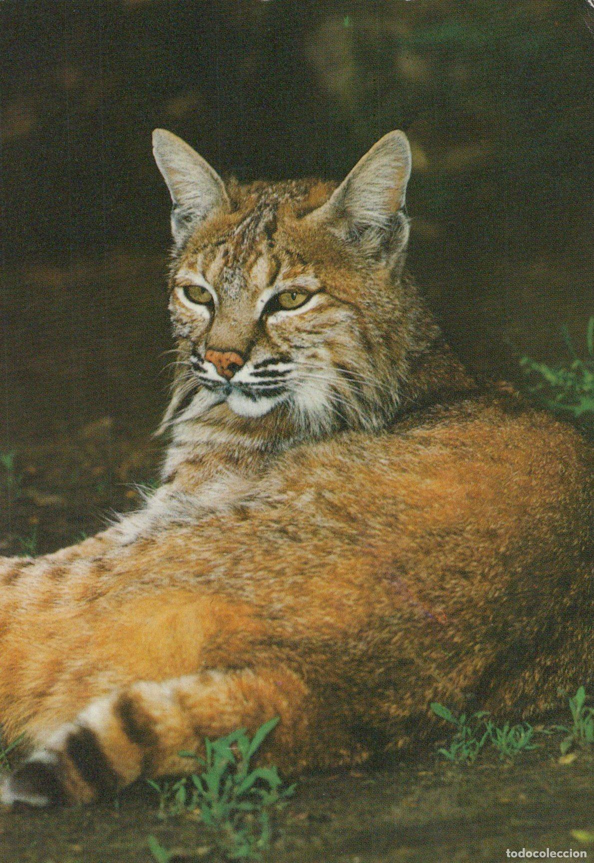 Postcards: Germany Bobcat Wild Cat Animal Wildlife Nature *YAV408