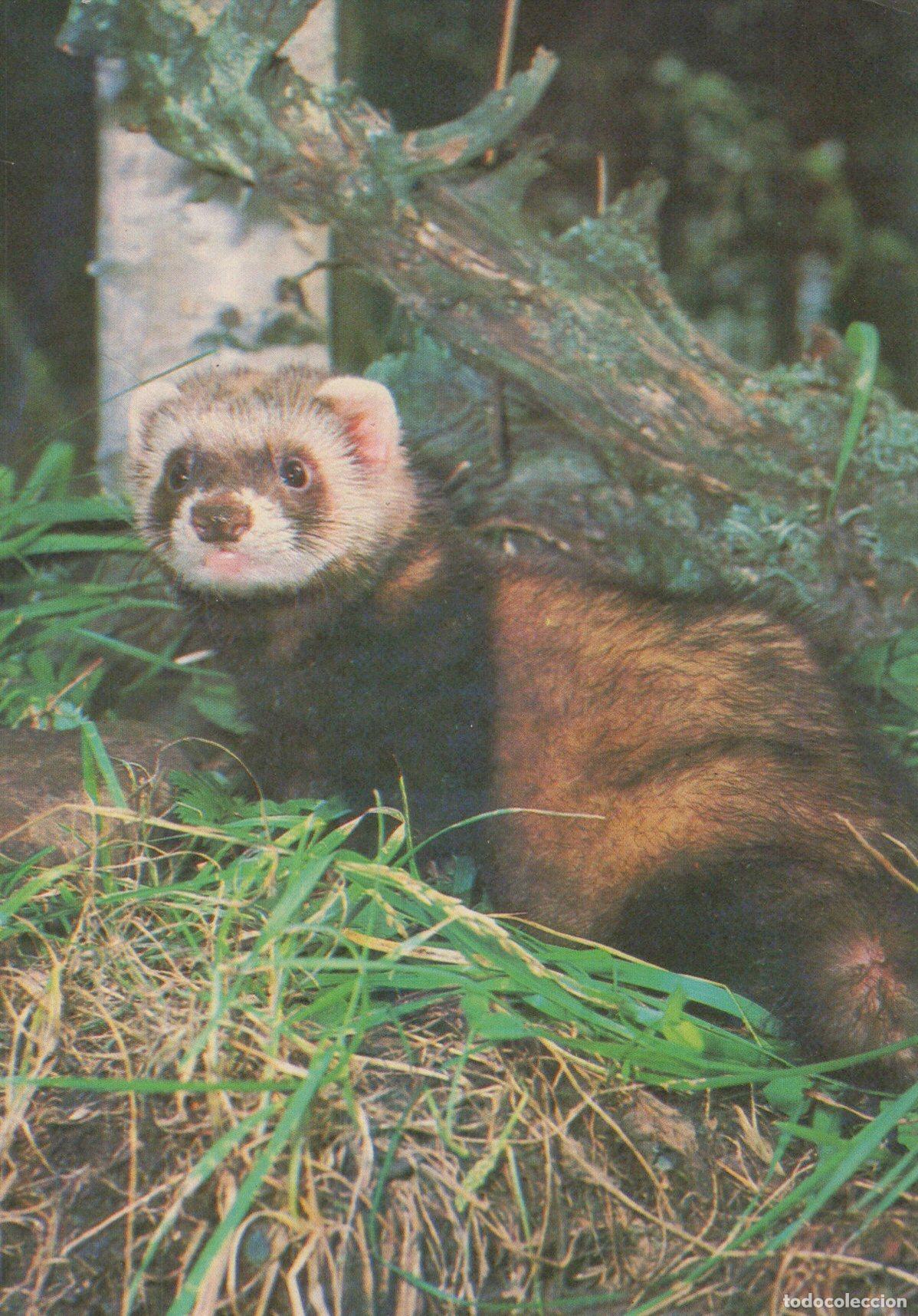 Postcards: Russia Ferret Wild Animal in Forest Nature *YAV410