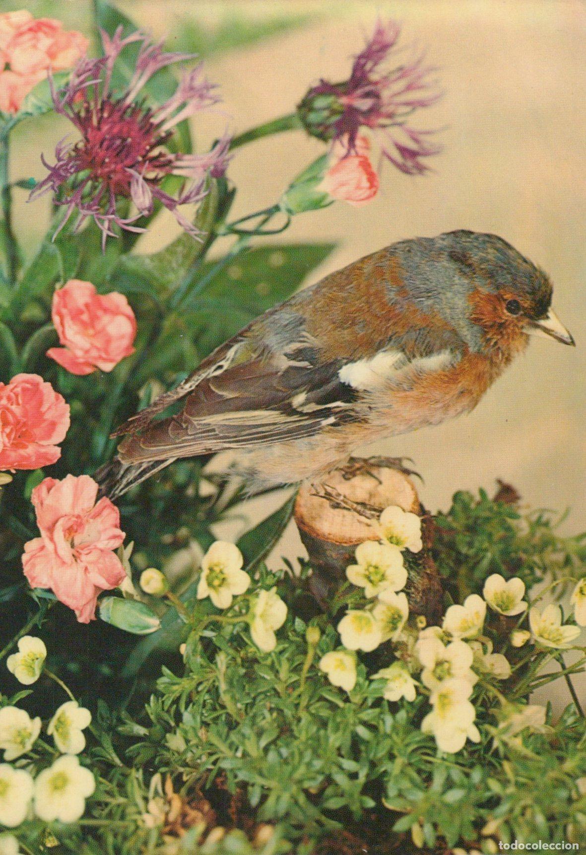 Cartoline: Germany Chaffinch Bird Perched Among Pink Carnations and White Unposted *YAV471