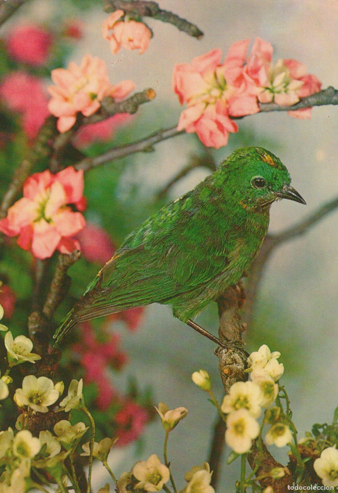 Cartes Postales: Germany Green Bird On Branch With Pink White Flowers Nature Unposted *YAV470