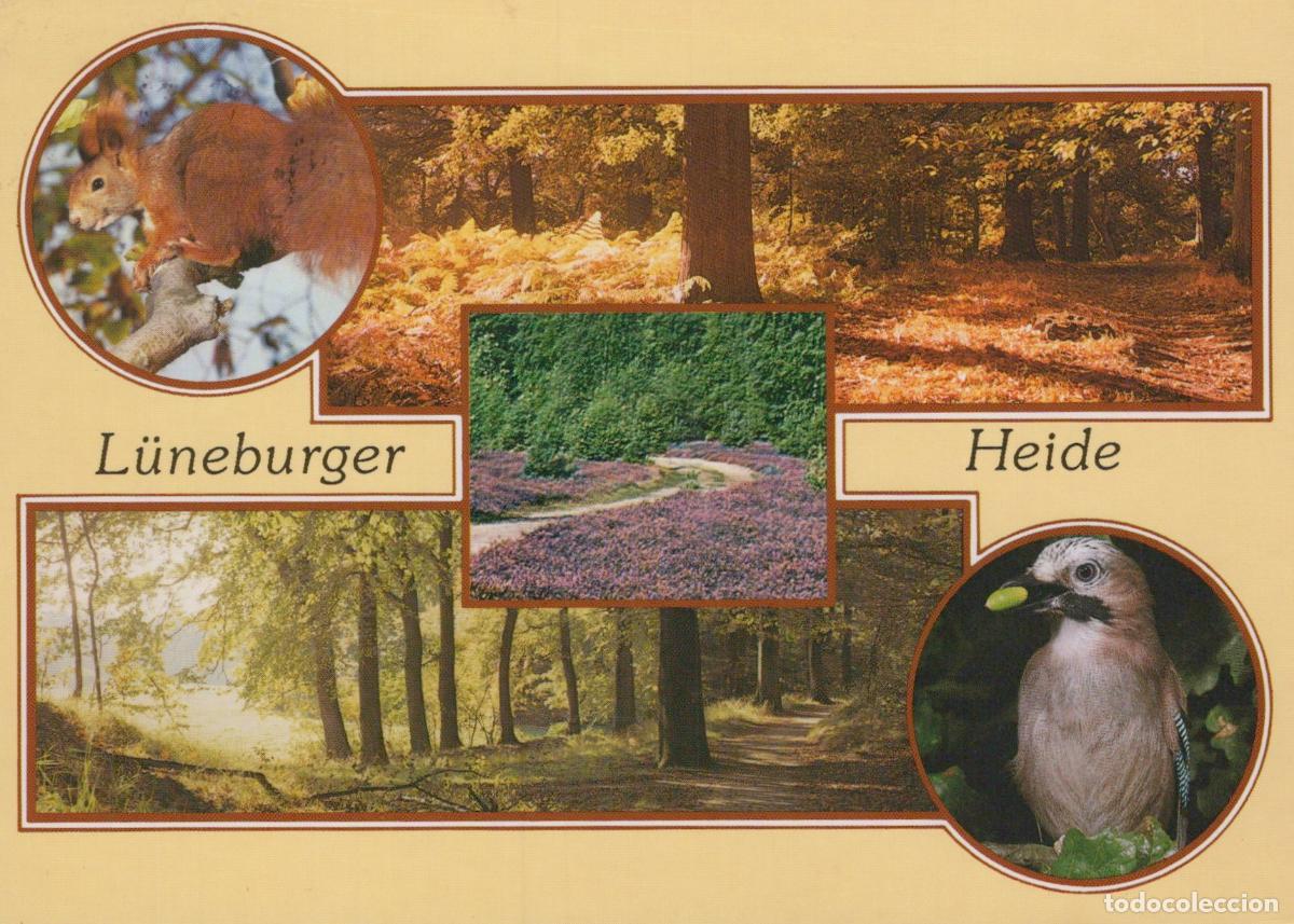 Postcards: Germany L&uuml;neburg Heath L&uuml;neburger Heide Collage With Squirrel Jay and *YAV491