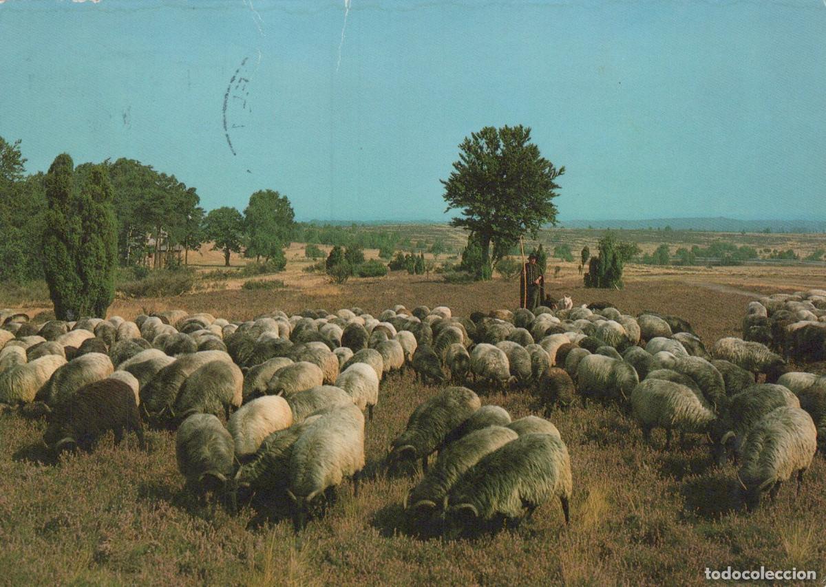 Postcards: Germany Fallingbostel L&uuml;neburger Heide Shepherd With Heidschnucken Sheep *YAV490