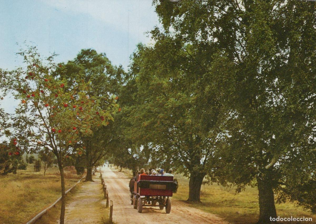 Cartes Postales: Germany L&uuml;neburg Heath L&uuml;neburger Heide Carriage Ride Heathland Nature *YAV493