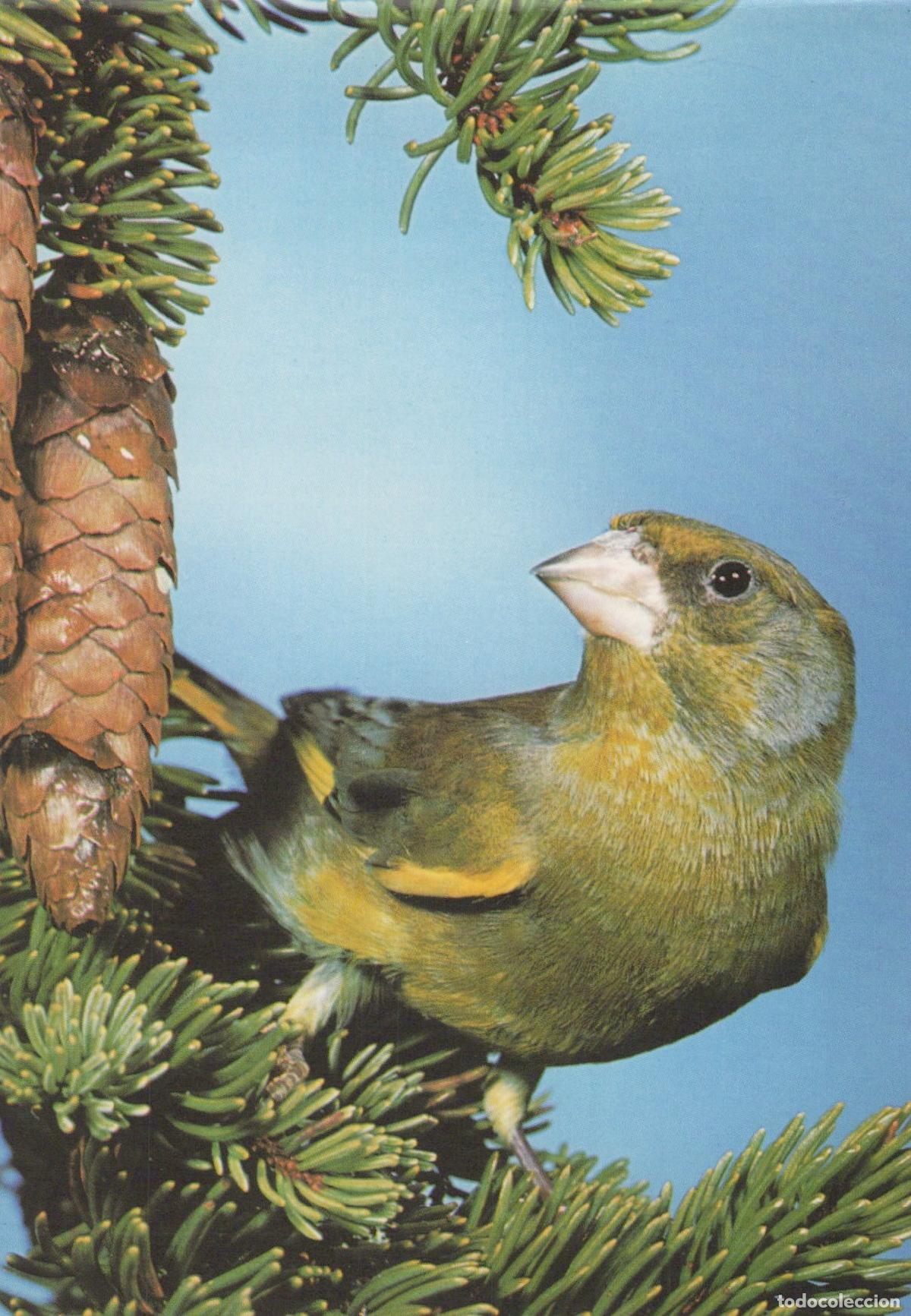 Cartoline: Germany Essen Greenfinch Bird On A Pine Branch With Cones Unposted *YAV389
