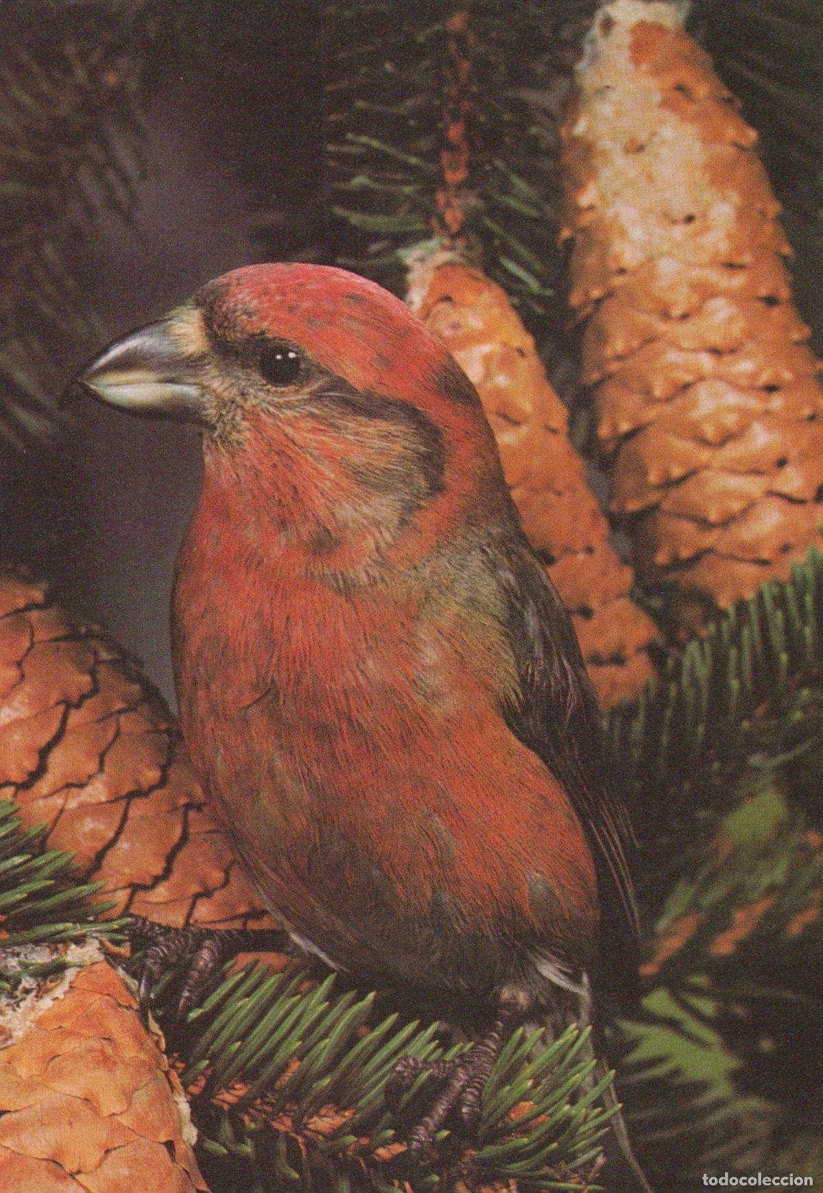 Cartoline: Germany Essen Red Crossbill Bird On Pine Tree With Cones Nature Unposted *YAV394