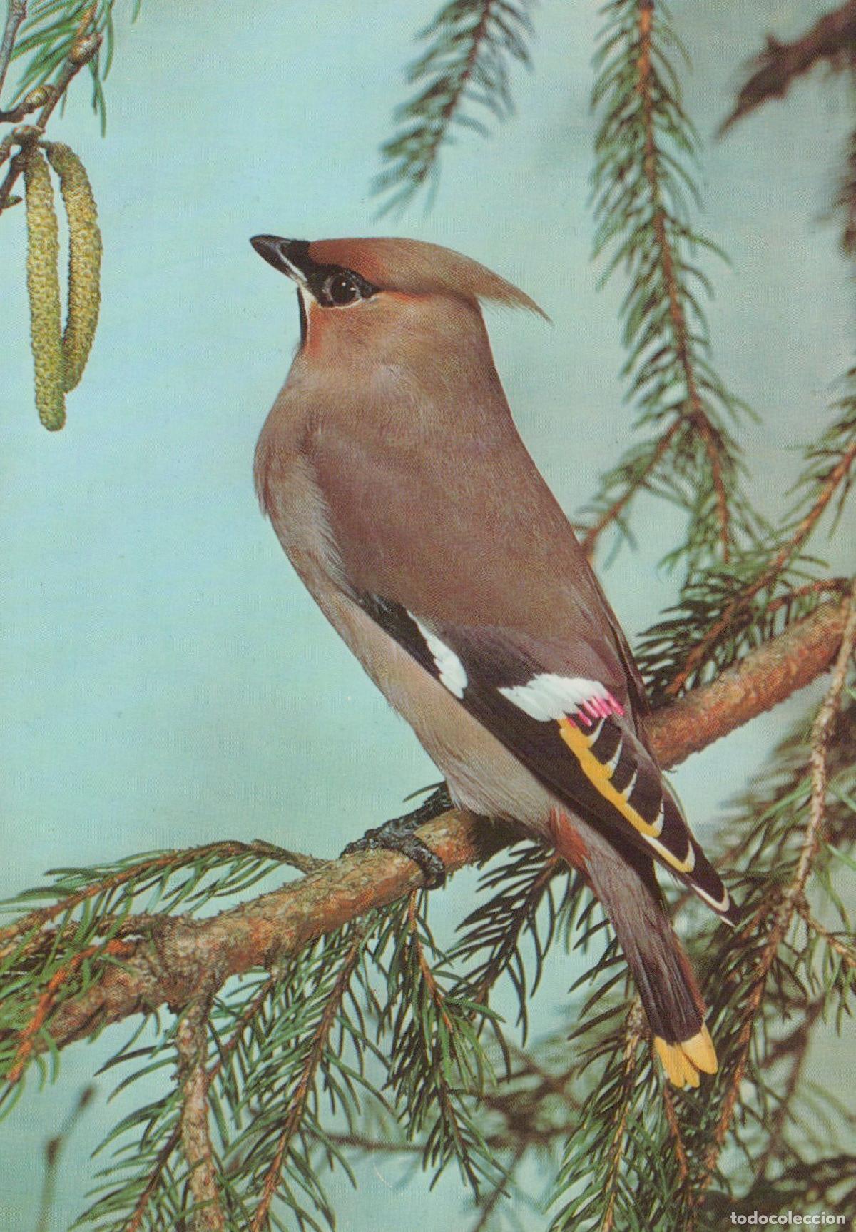 Cartes Postales: Germany Bohemian Waxwing Bird On Spruce Branch Nature Wildlife Unposted *YAV397