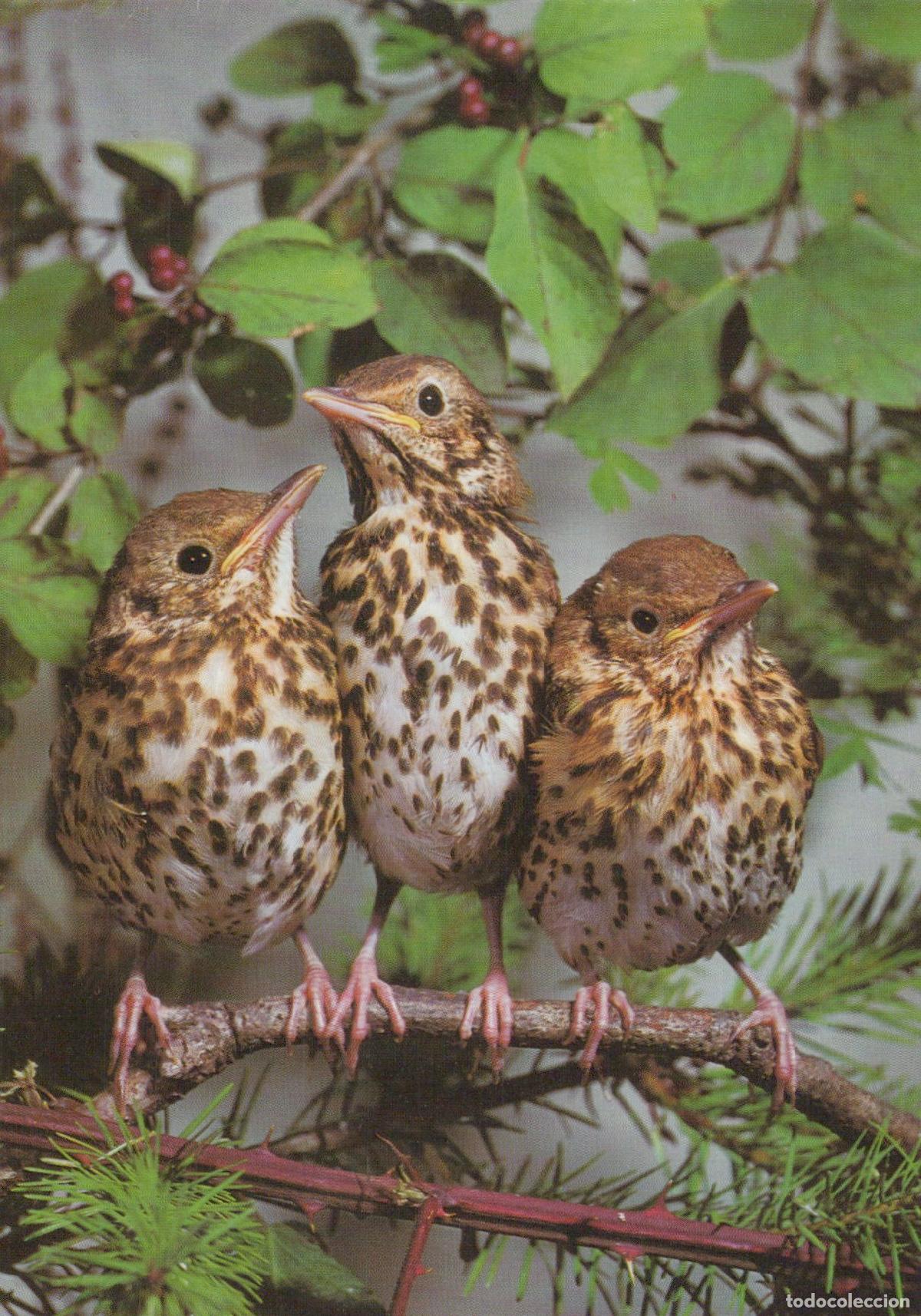 Postales: Germany Essen Three Young Tree Pipits Perched On A Branch Unposted *YAV399