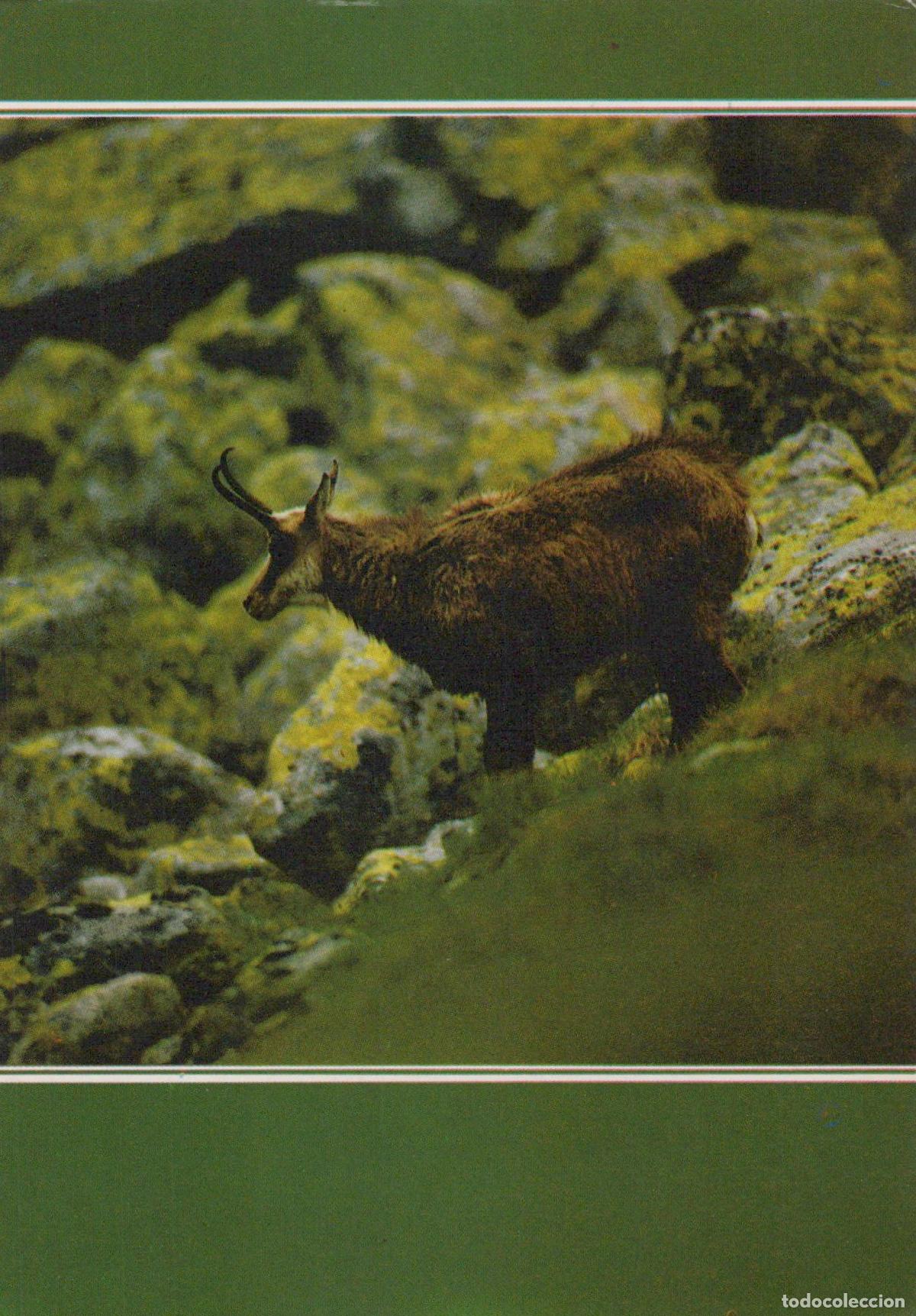 Cartoline: Germany Berlin Chamois Mountain Goat Wildlife Animal in Rocky Landscape *YAV402