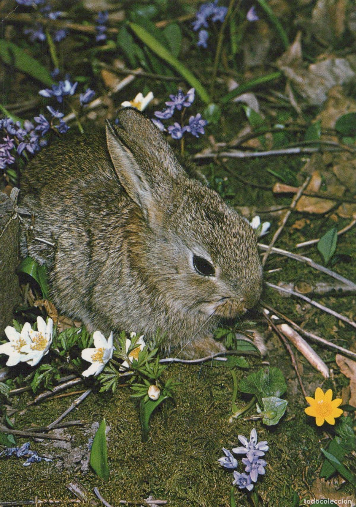 Cartoline: Germany Cute Baby Rabbit in Spring Meadow With Wildflowers *YAV404