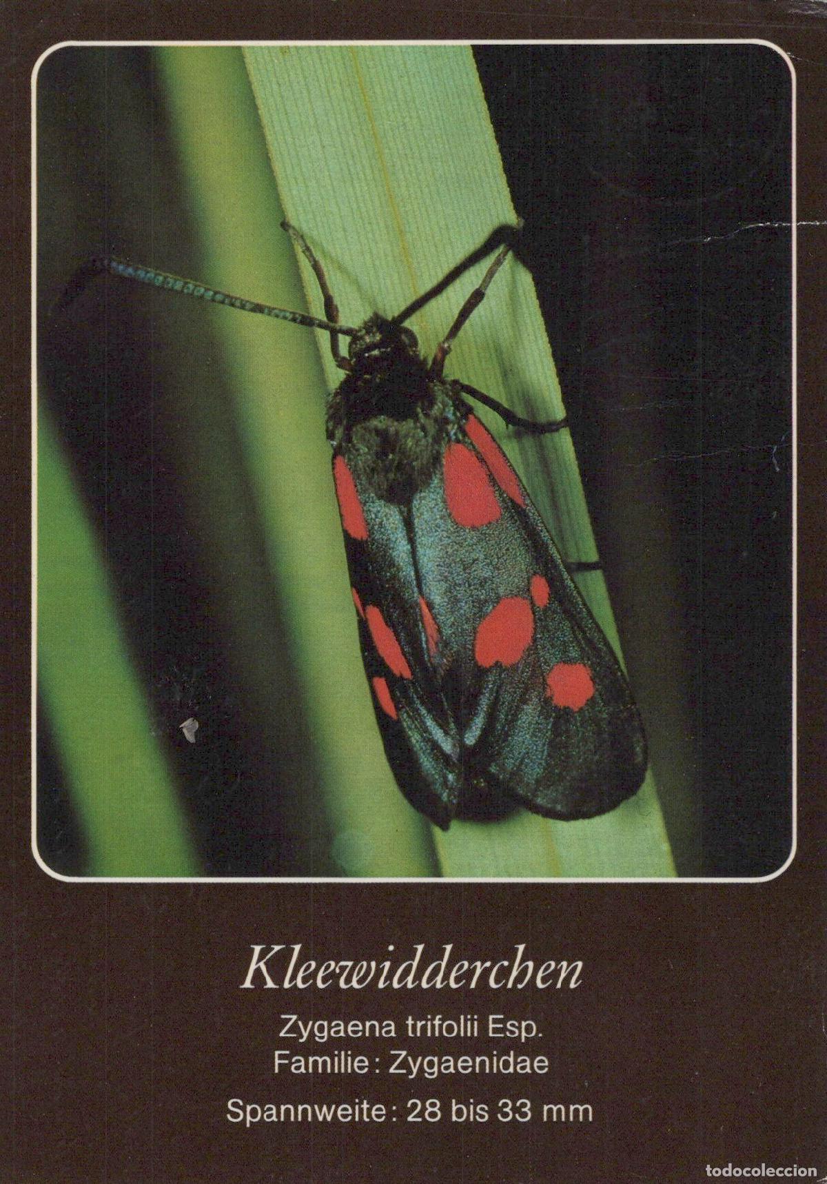Postais: Germany Berlin Red Spotted Burnet Moth Zygaena Trifolii Insect Nature *YAV407