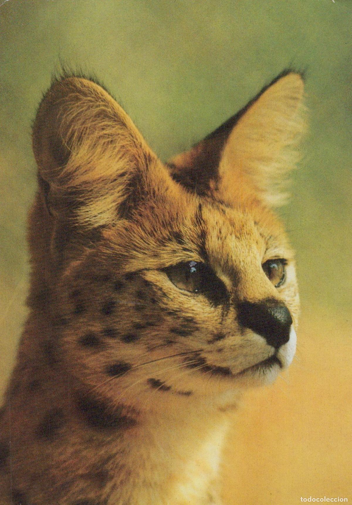 Cartoline: Germany Berlin Serval Wild Cat Close Up Portrait Wildlife Animal *YAV409