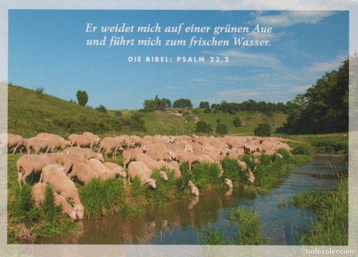 Cartoline: Germany Oberpfalz Sheep Herd Grazing By Wissinger Laaber River Unposted *YAV595
