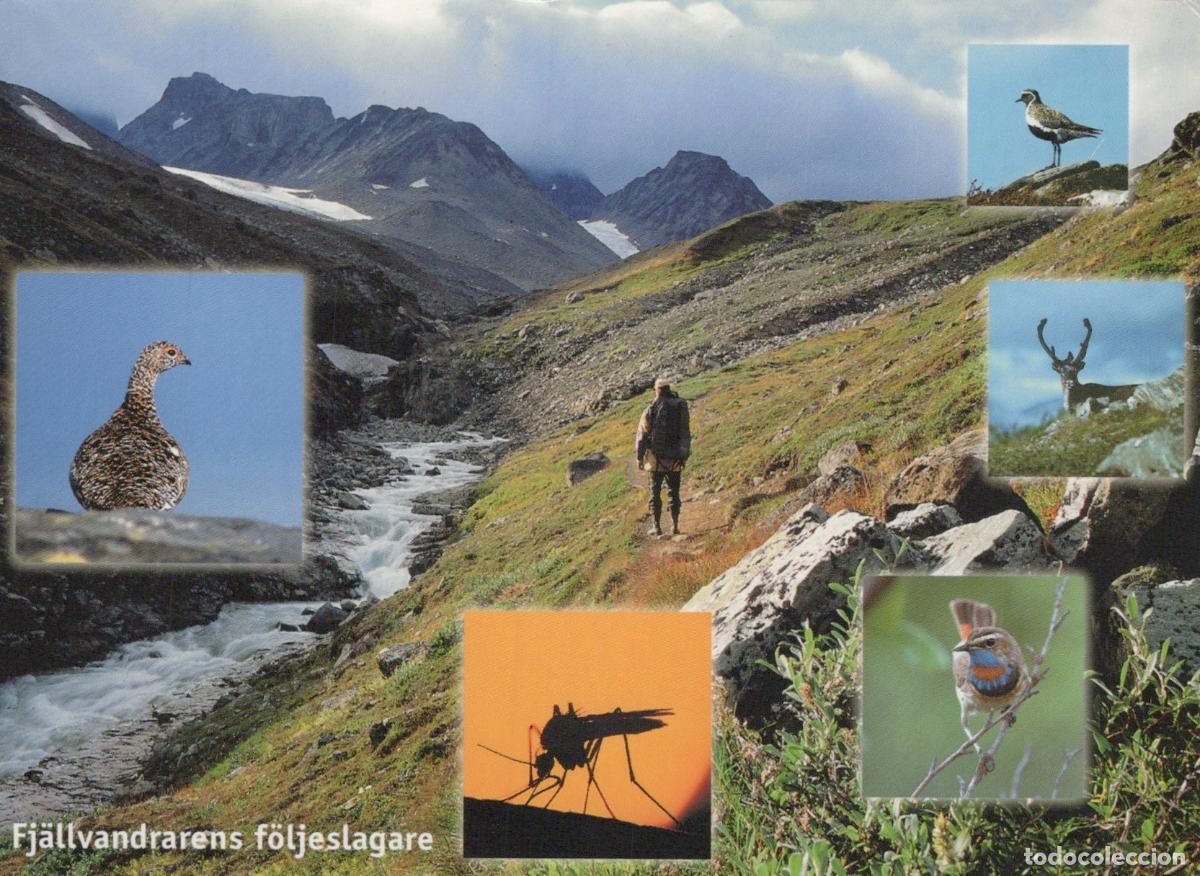Cartoline: Sweden Kiruna Mountain Valley Hiker Wildlife Collage Ptarmigan Reindeer *YAV601