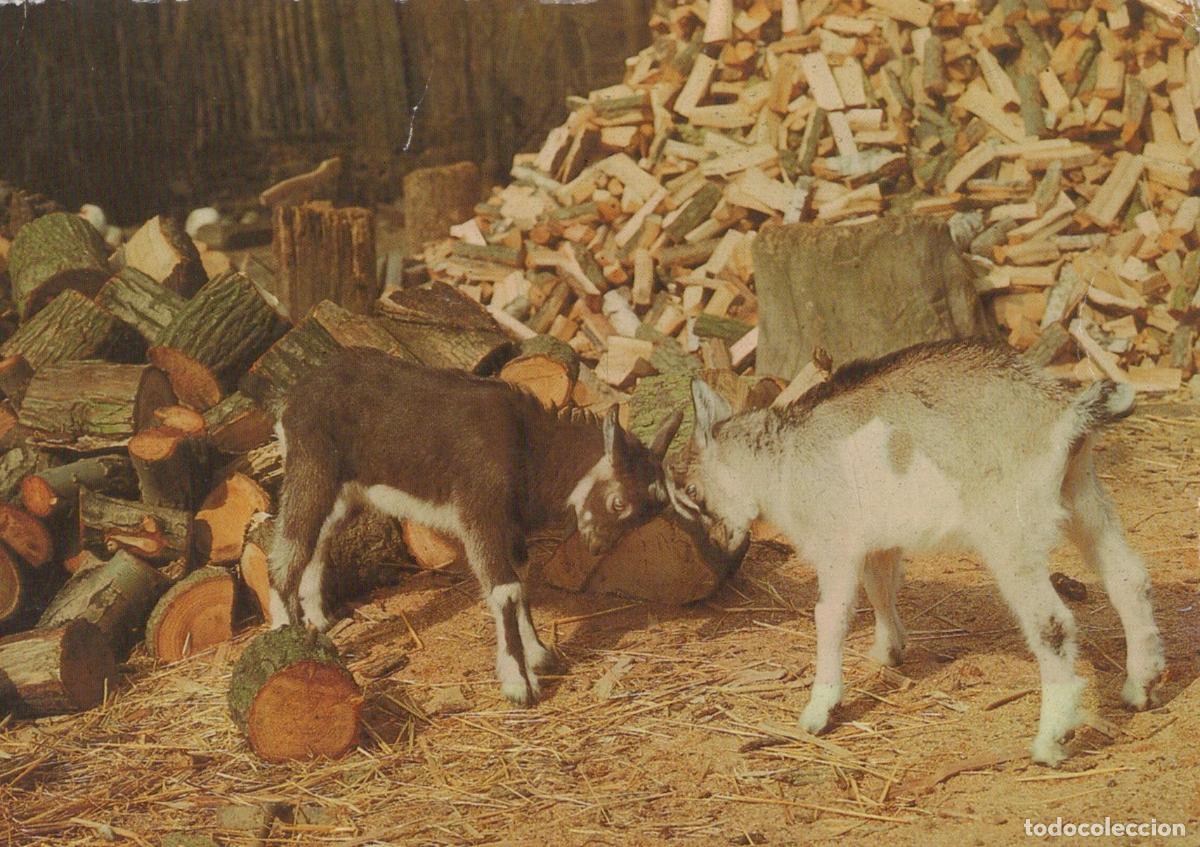 Cartes Postales: Germany Diesdorf Two Young Goats Playing Among Stacked Firewood Rural *YAV656