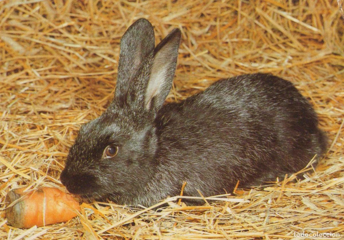 Cartes Postales: Germany Berlin Black Rabbit Eating Carrot On Hay Animal Pet Unposted *YAV663