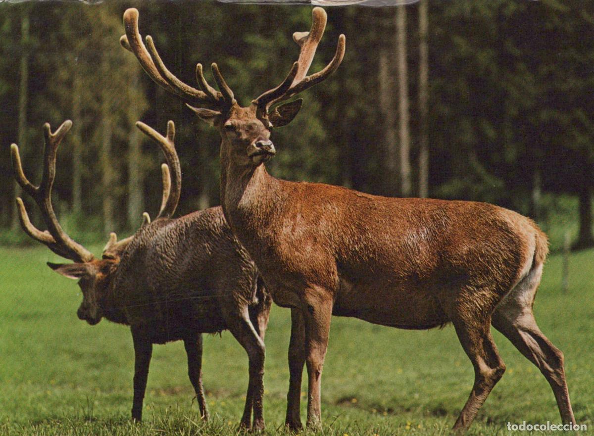 Cartes Postales: Germany M&uuml;lheim an der Ruhr Two Red Deer Stags With Large Antlers in A *YAV666