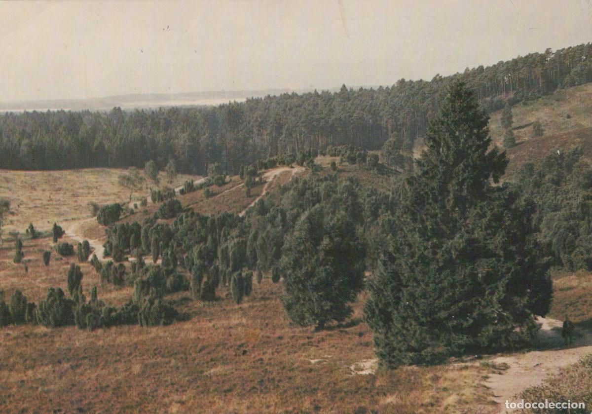 Postcards: Germany Fallingbostel Heath Landscape Pine Forest and Juniper Trees *YAV489