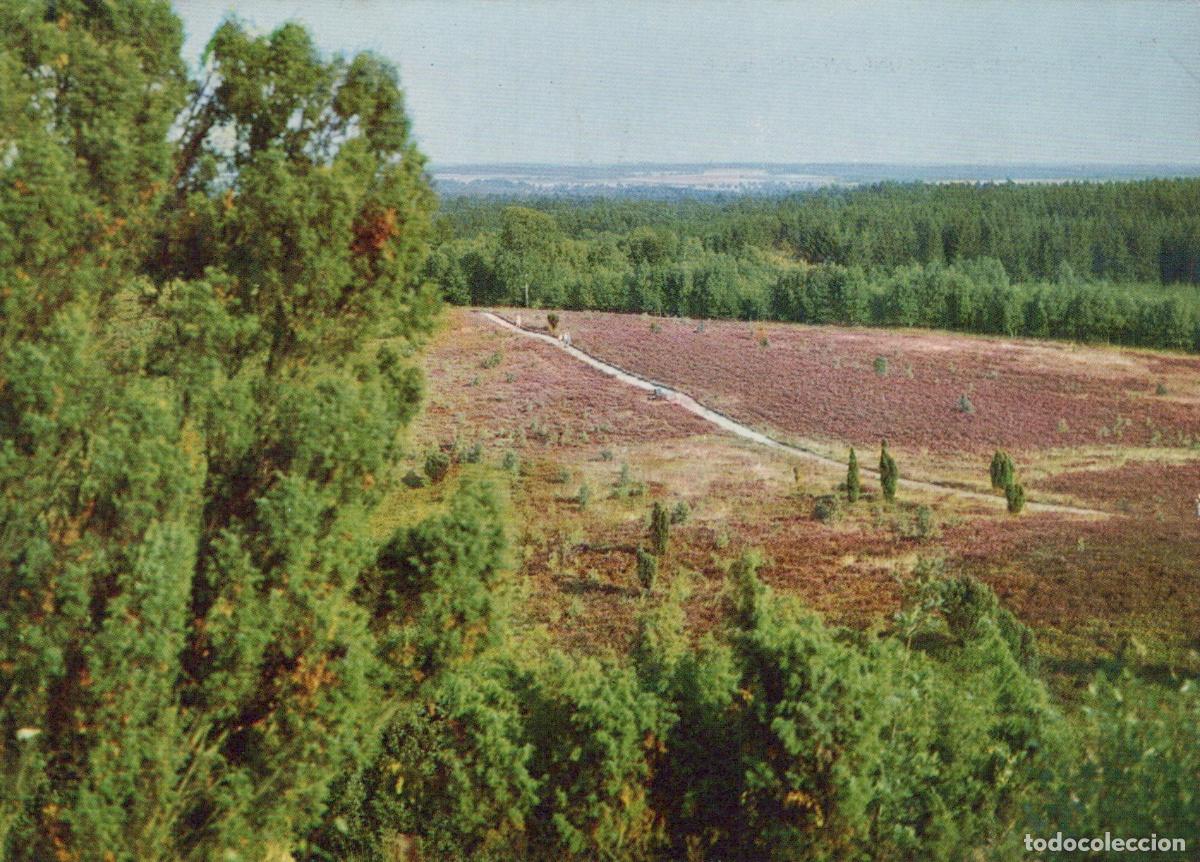 Cartes Postales: Germany L&uuml;neburg L&uuml;neburger Heide Heathland Landscape Scenic View 1970s *YAV492