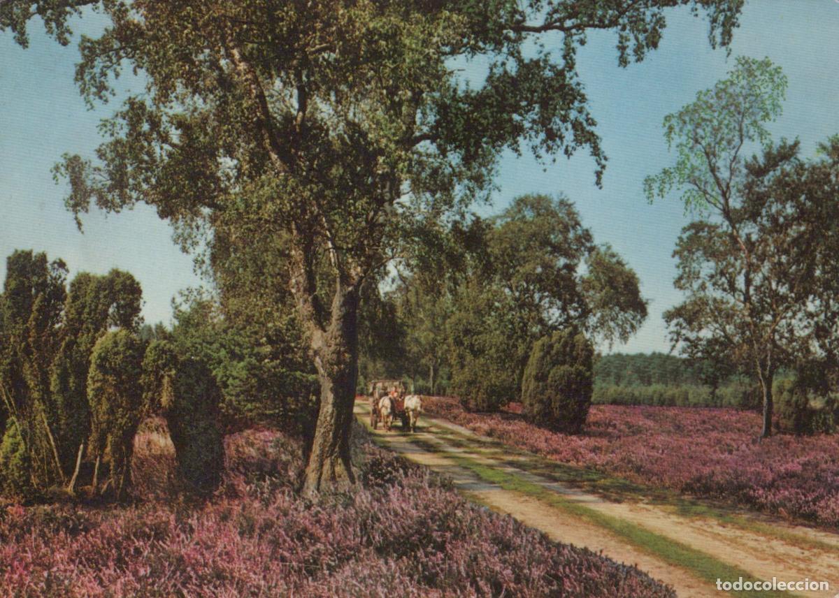 Postales: Germany L&uuml;neburger Heide Horse Drawn Cart On Dirt Road Through Heather *YAV728