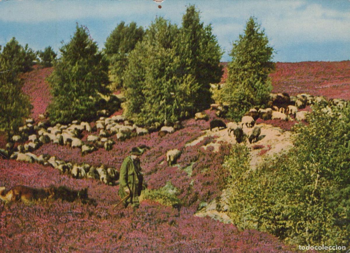 Postales: Germany Behringen Shepherd With Sheep in Heathland Purple Heather *YAV730