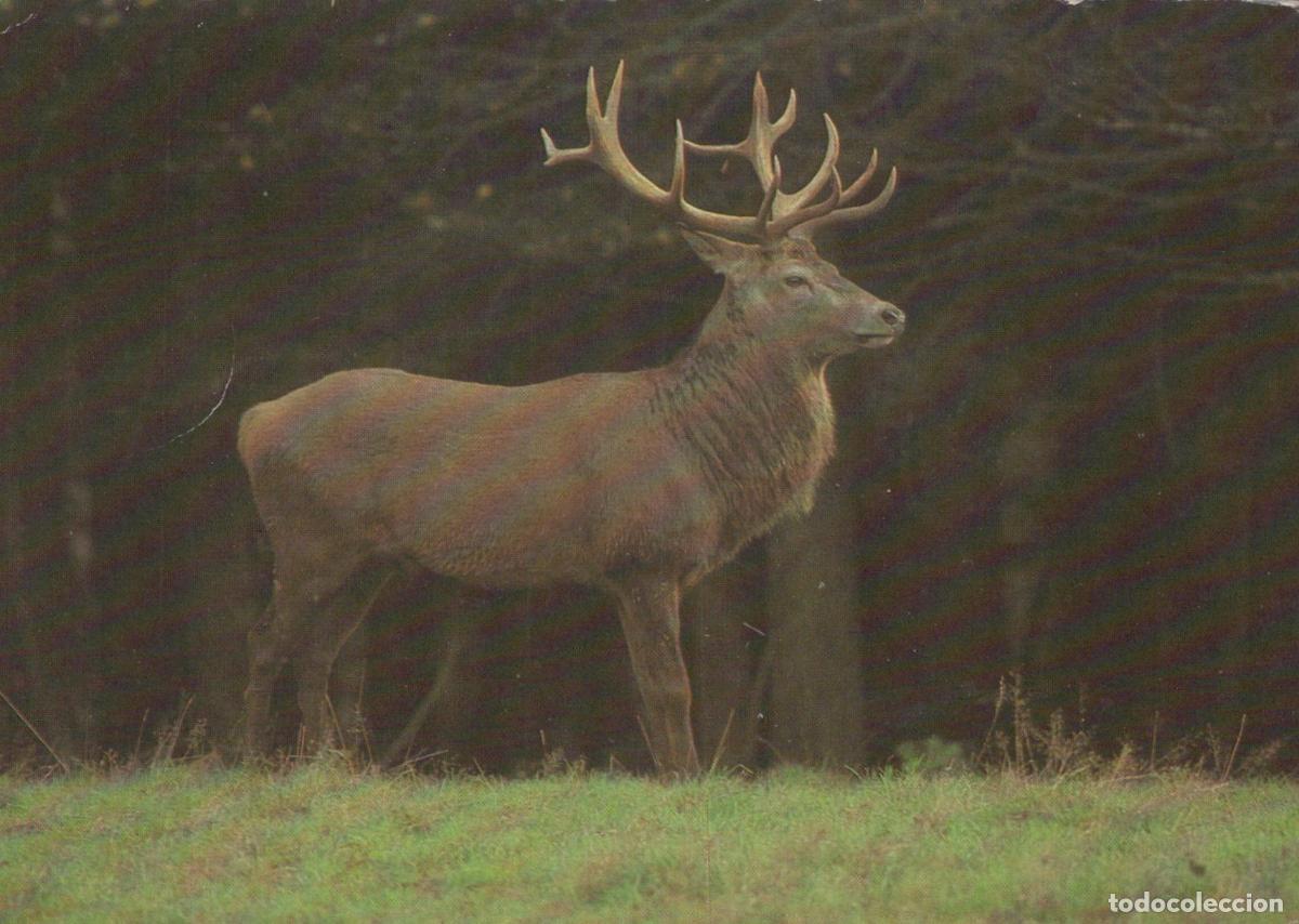 Postales: Germany Berlin Red Deer Stag With Antlers in Forest Landscape Unposted *YAV738