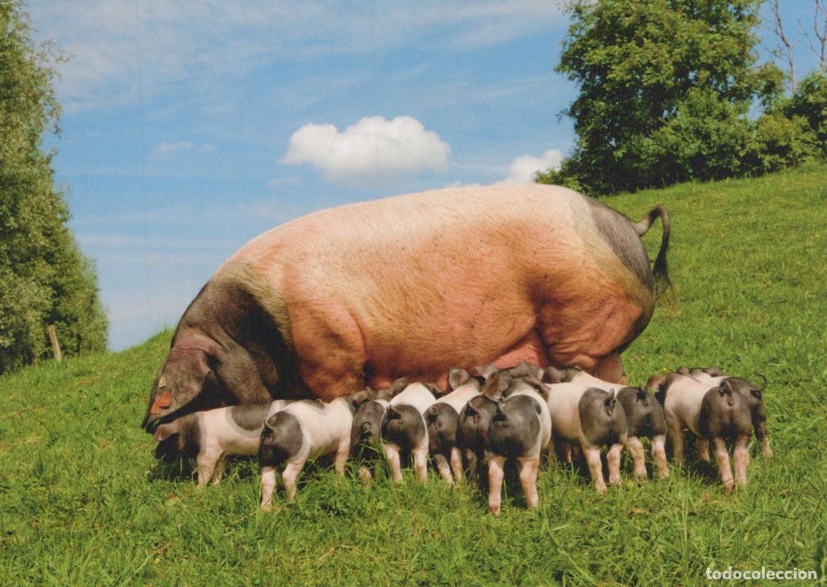Postcards: Germany Schw&auml;bisch Hall Schw&auml;bisch H&auml;llisches Landschwein Sow and *YAV876