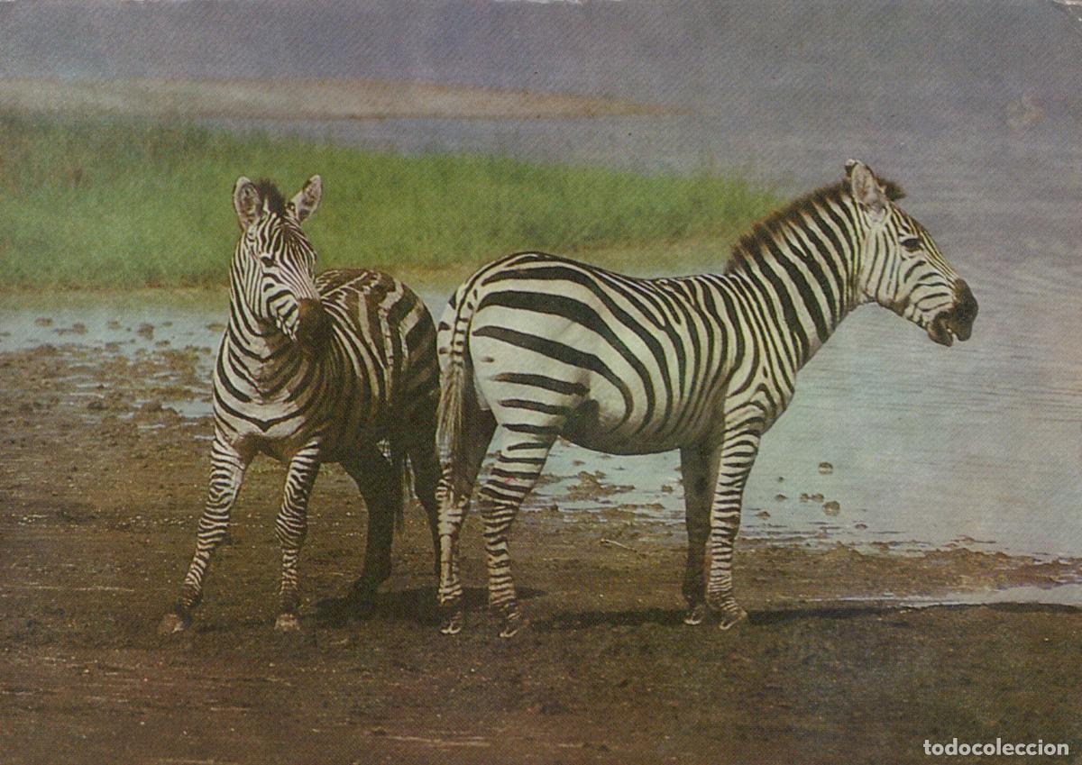 Postales: Germany Halle Two Zebras Standing By A Body of Water With Green Grass in *YAV654