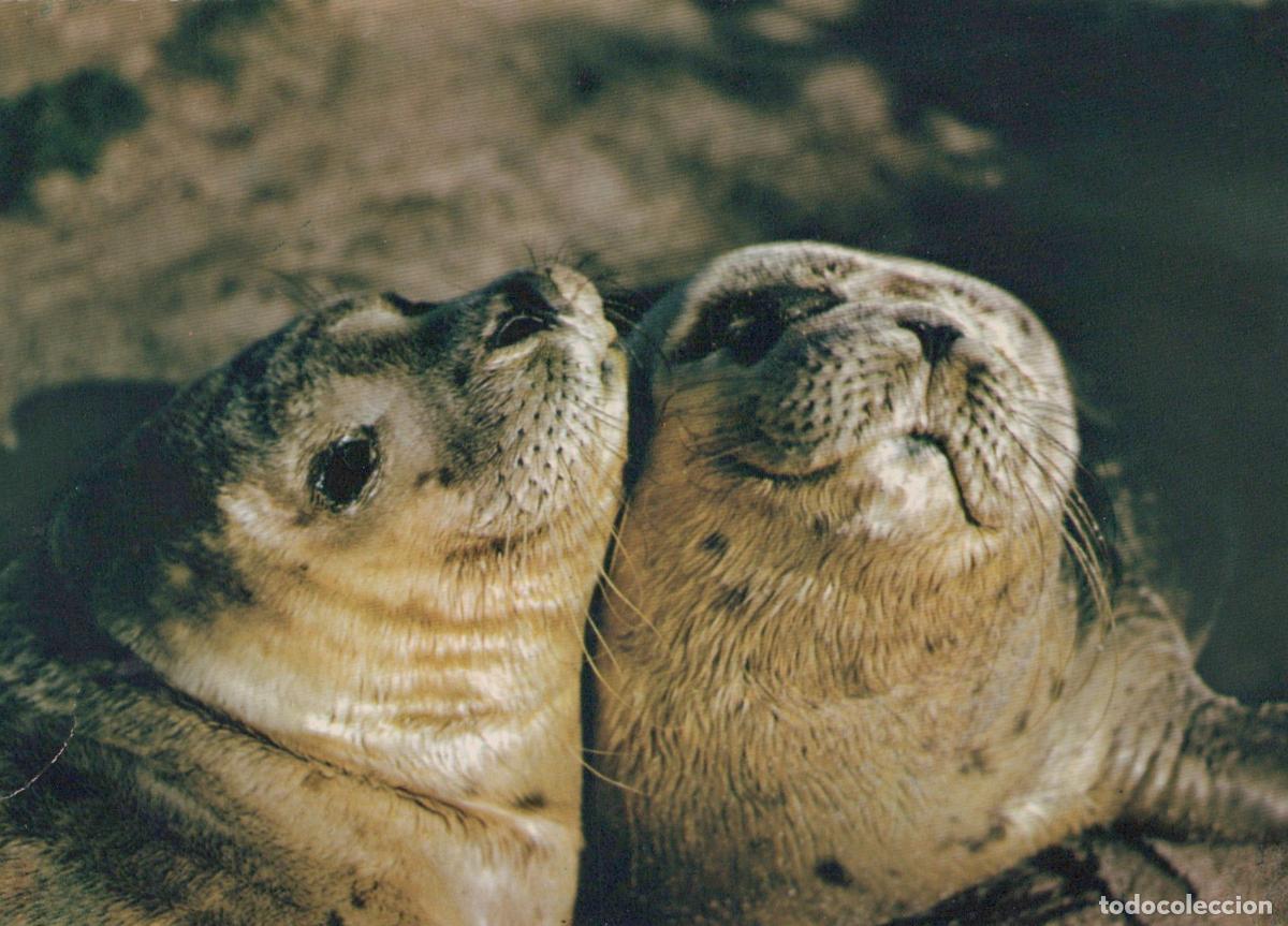 Cartes Postales: Germany L&uuml;beck Two Cute Seals Close Up Portrait Marine Animals Unposted *YAV657