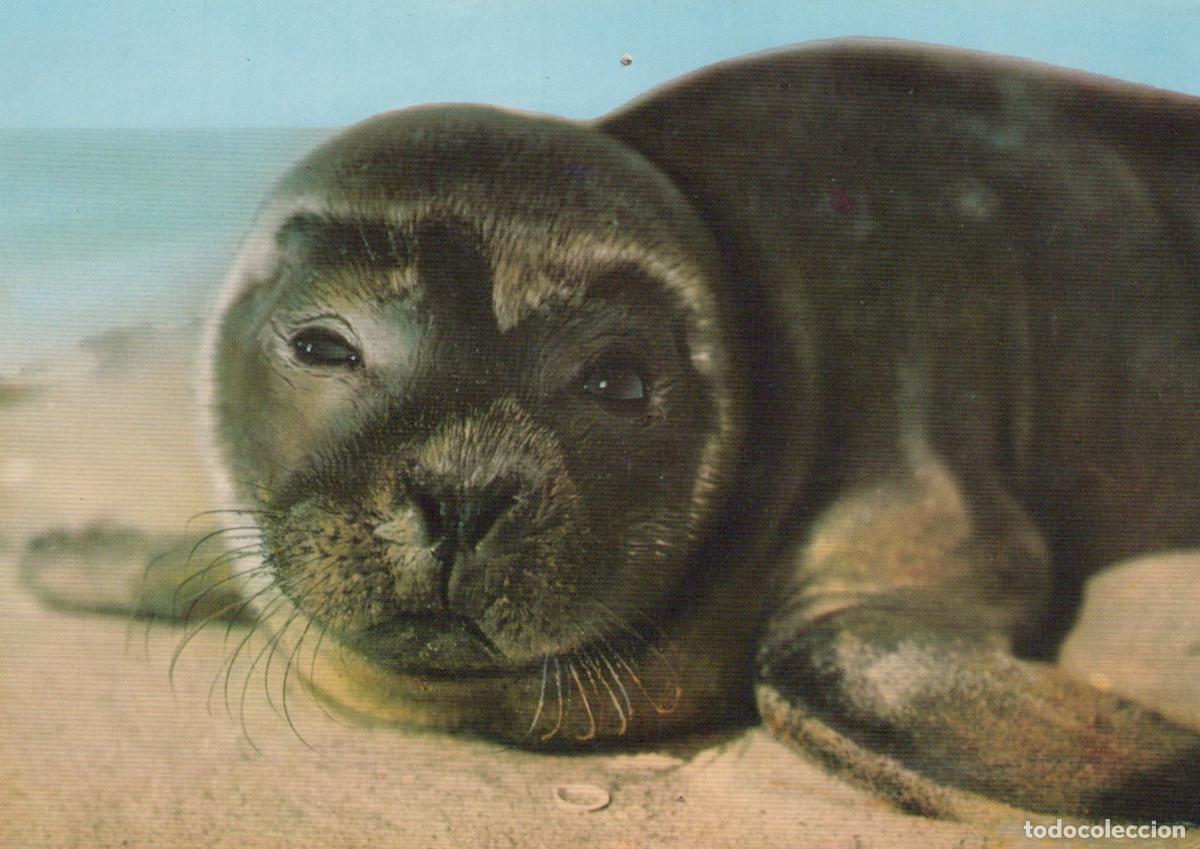 Cartes Postales: Germany Nieb&uuml;ll Young Seal On the North Sea Beach Unposted *YAV667