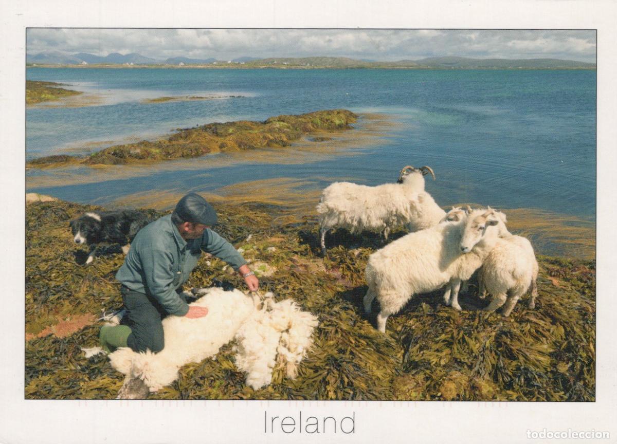 Postcards: Ireland Connemara Sheep Shearing Mason Island Twelve Bens Mountains *YAV948