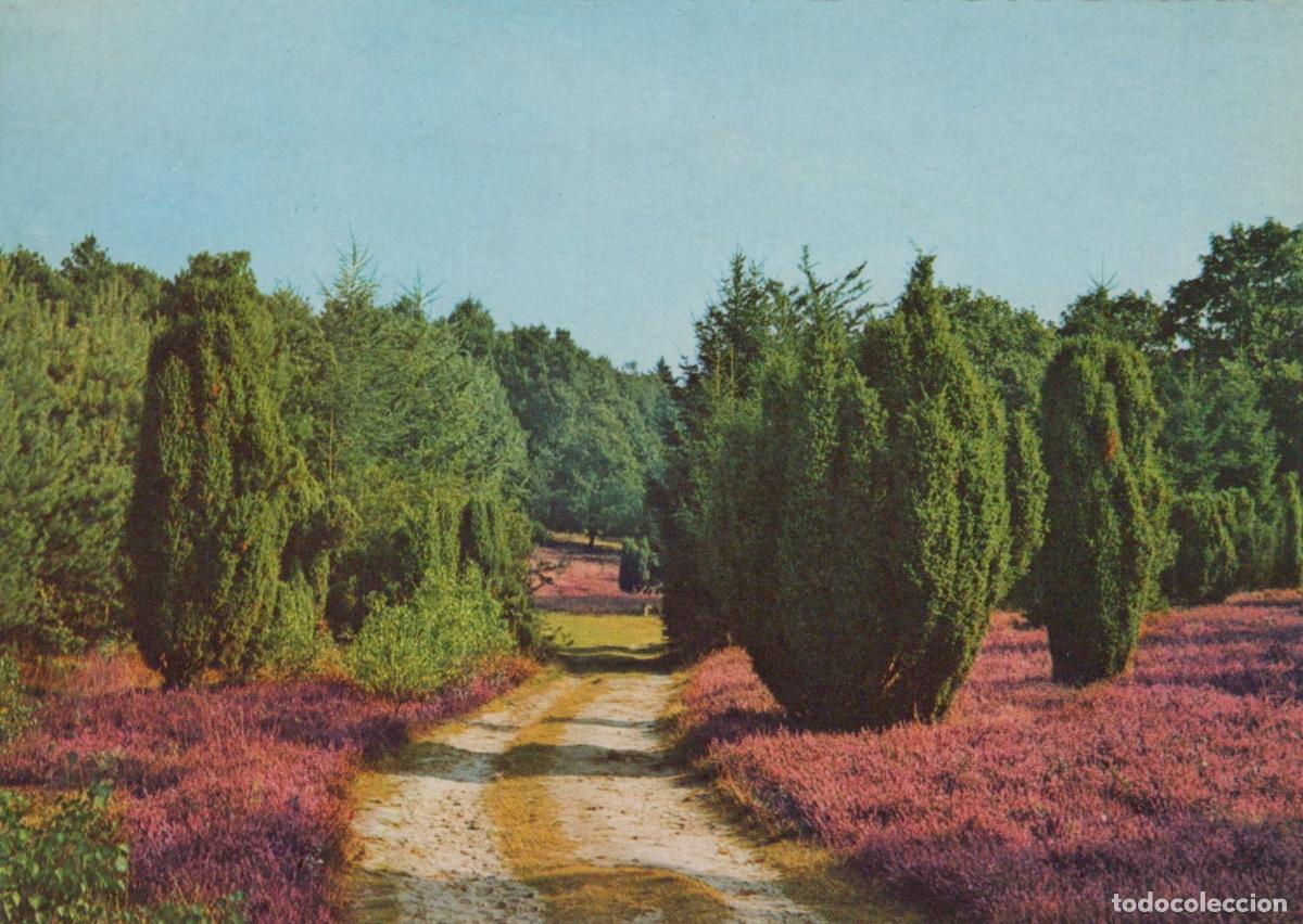 Postales: Germany L&uuml;neburg Heath Dirt Road Through Purple Heather Unposted *YAV727