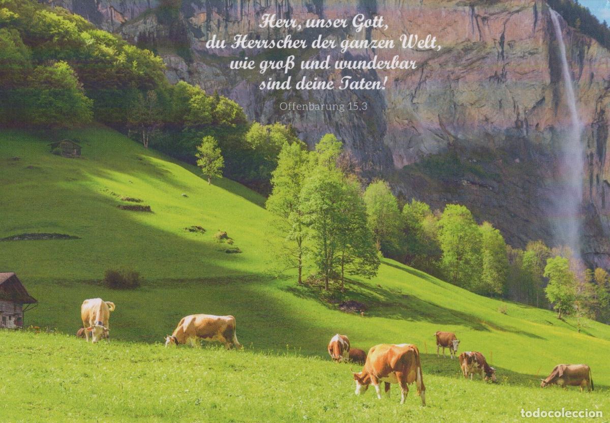 Postcards: Switzerland Lauterbrunnen Cows Grazing in Alpine Meadow With Waterfall *YAV807