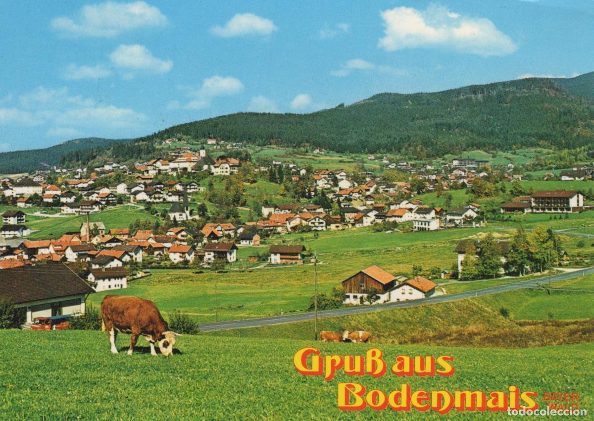 Cartoline: Germany Bodenmais Village Landscape With Cow Grazing *YAV904