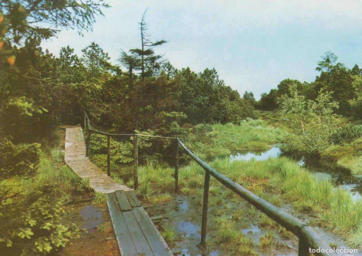 Cartes Postales: Germany Georgenthal Georgenfelder Hochmoor Nature Reserve 900m Unposted *YAV934