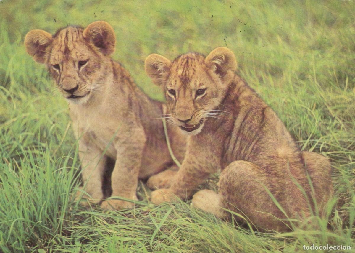 Cartoline: Germany Schwedt Two Adorable Lion Cubs Sitting in Green Grass Wildlife *YAW002
