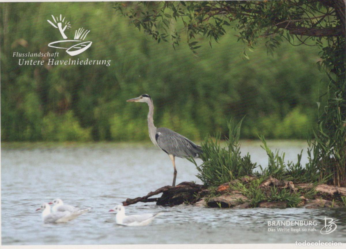 Cartes Postales: Germany Untere Havelniederung Grey Heron Water Birds *YAW018