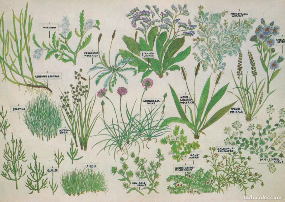 Postales: Germany Rendsburg German Salt Marsh Plants Botanical Unposted *YAW060