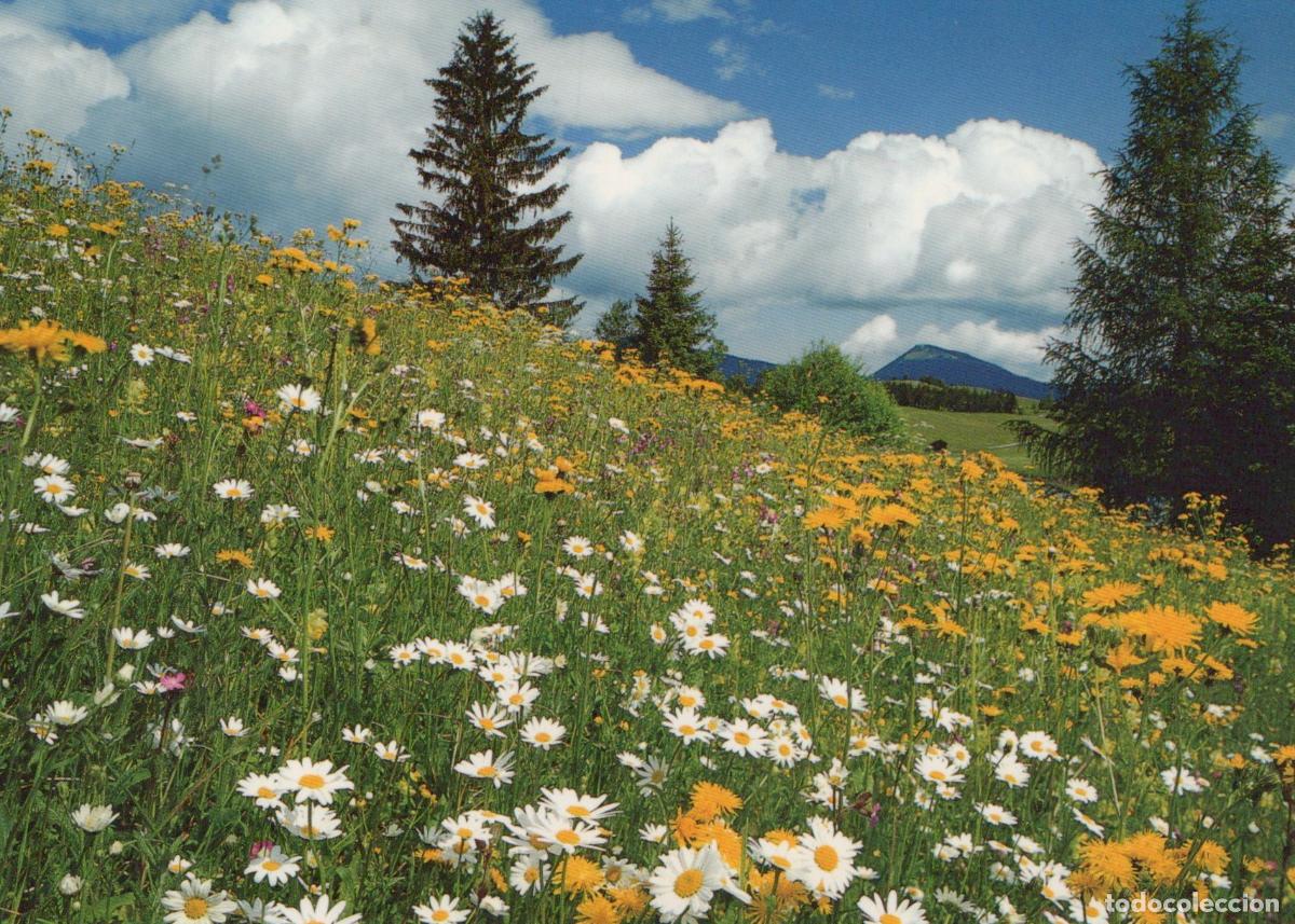 Postales: Germany Oberstdorf Wildflowers Meadow Landscape Alpine Scenery *YAW054
