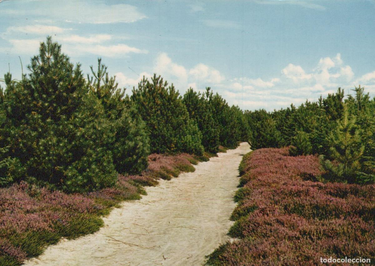 Postales: Germany Amrum Island Woodland Path Through Heather Landscape *YAW190