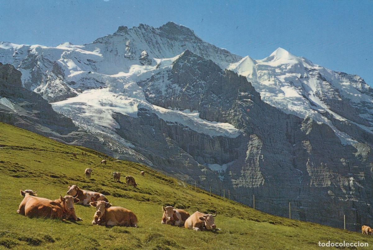 Cartes Postales: Switzerland Adelboden Jungfrau Mountain Cows Grazing Alpine Unposted *YAW849