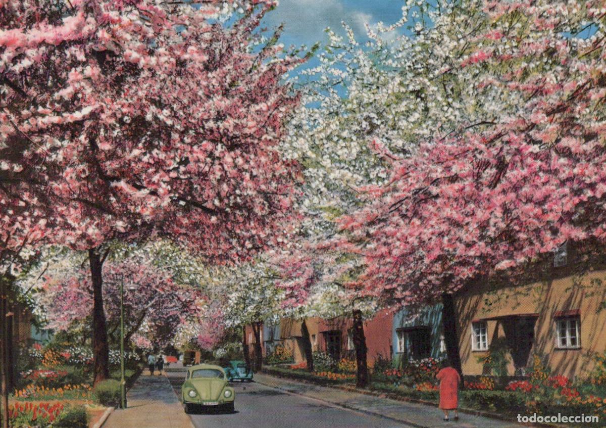 Postais: Germany Berlin Britz Beautiful Cherry Blossom Trees Line Residential *YAX075