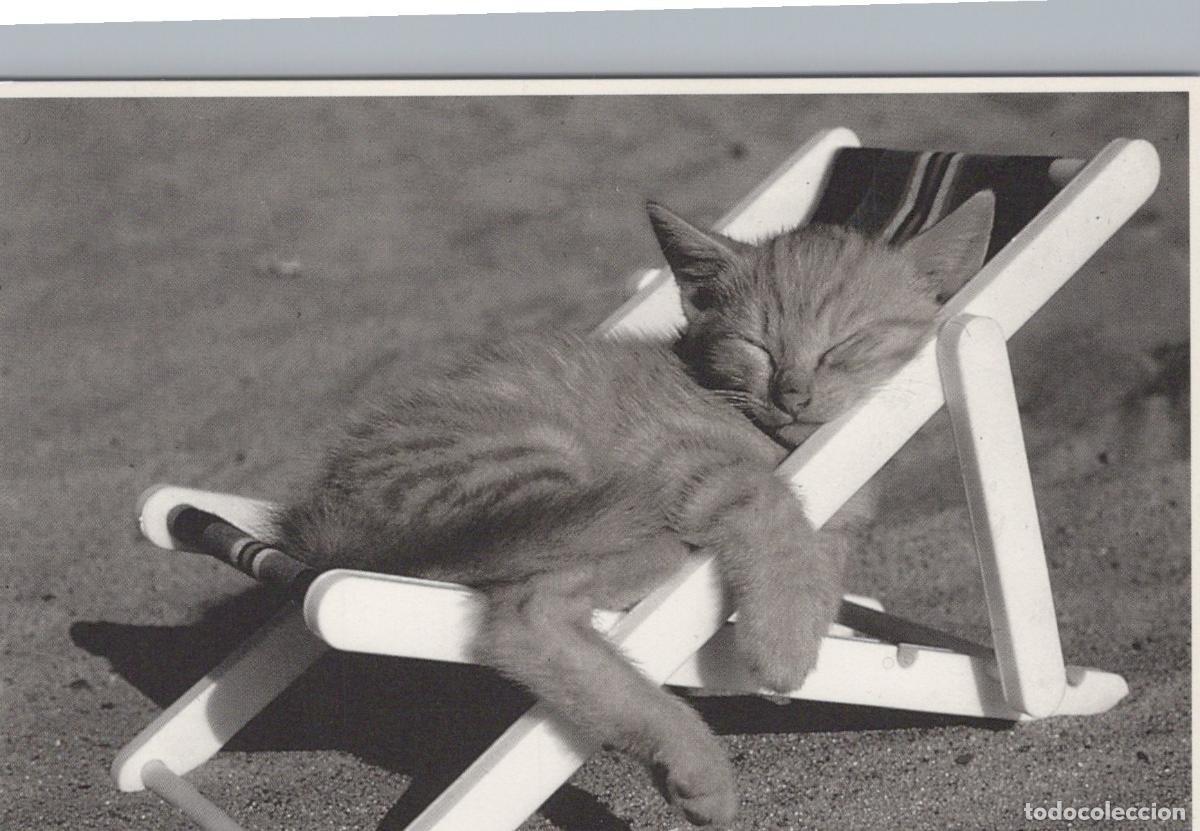 Cartoline: Germany Bad Bevensen Cute Kitten Sleeping in Miniature Deck Chair On *YAX888