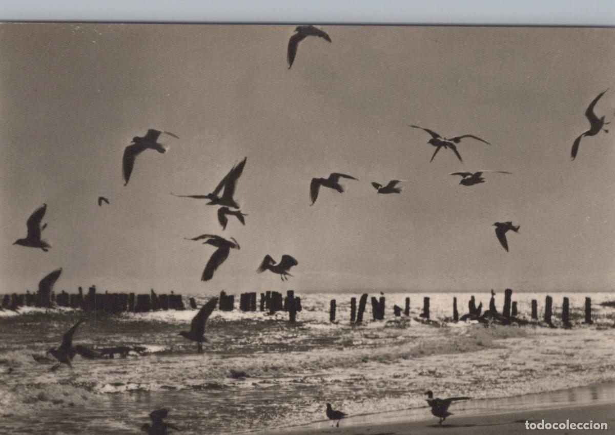 Cartes Postales: Baltic Sea Gulls Over Beach Real Photo Unposted *YAX891