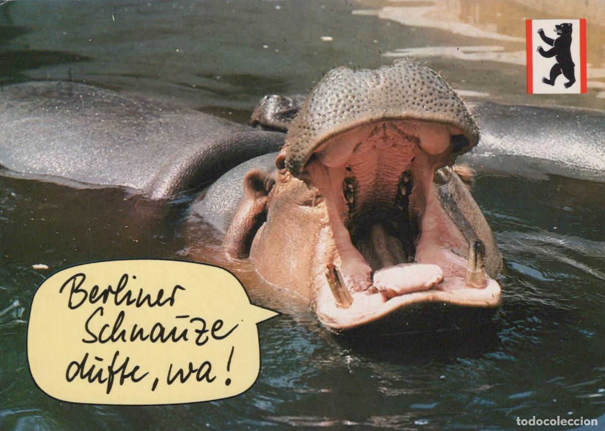 Postais: Germany Berlin Hippo Yawning Mouth Open Berliner Schnauze Dufte Unposted *YAX222