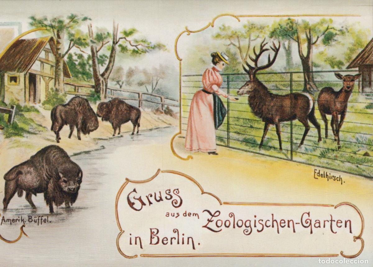 Postales: Germany Berlin Zoo Woman Feeding Deer American Buffalo Vintage Unposted *YAX231