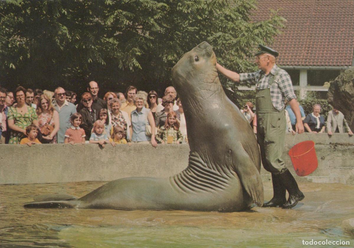 Postais: Germany Berlin Zoo Elephant Seal Feeding Show With Trainer and *YAX543