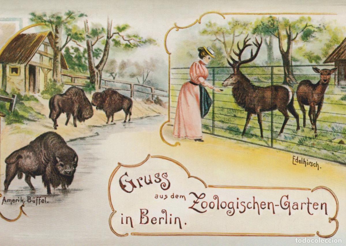 Postcards: Germany Berlin Zoo American Bison and Red Deer With Woman Unposted *YAX393