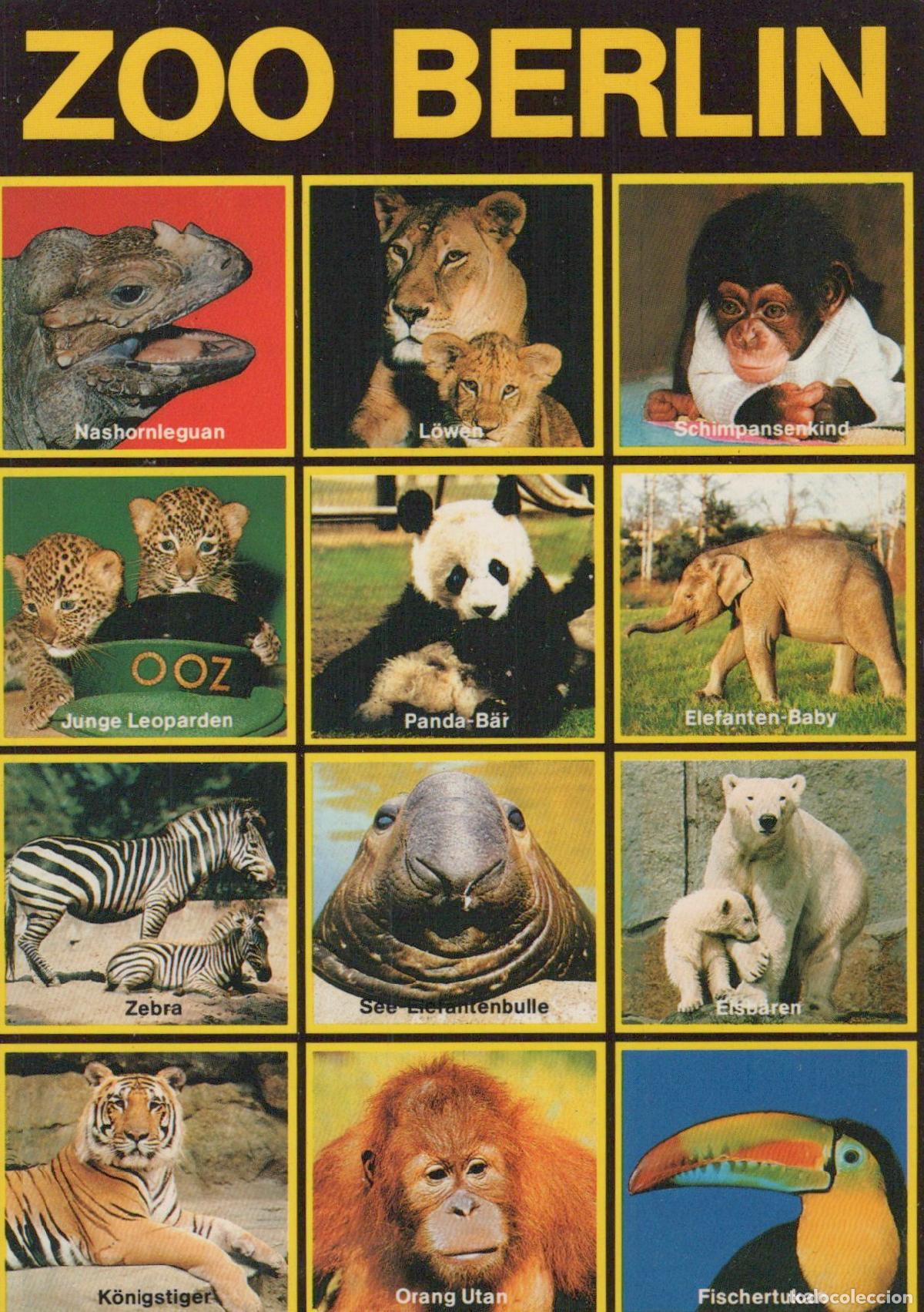 Postcards: Germany Berlin Zoo Animals Collage Unposted *YAX653