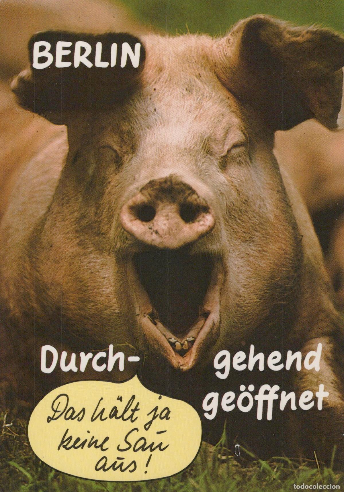 Postales: Germany Berlin Funny Pig Yawning das H&auml;lt Ja Keine Sau aus Unposted *YAX763