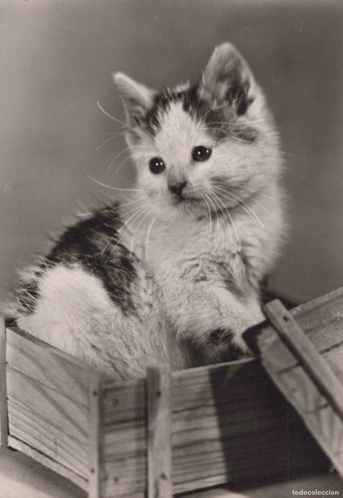 Postales: Germany Leipzig Cute Fluffy Kitten in A Wooden Box Adorable Real Photo *YAX779